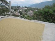 Patios are used to dry coffee in the sun, a process that takes about 13 days.
