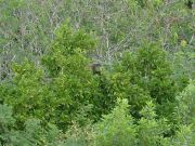 Monkey in the middle. A bit hard to see, but it really is a howler monkey.
