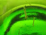 Mosquito larvae in standing water