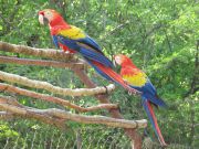 These macaws loiter around the entrance to Copán