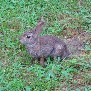 This rabbit lives in my backyard, or somewhere else nearby