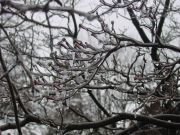 Freezing rain: the water is supercooled and freezes on impact