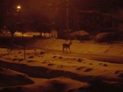 Why did the deer cross the road?