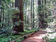 Armstrong Woods, redwood forest