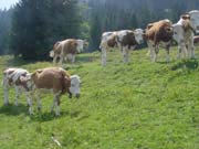 Cows on the hiking trail between Lauterbrunnen and Mürren