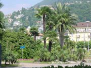 Palm trees in Locarno